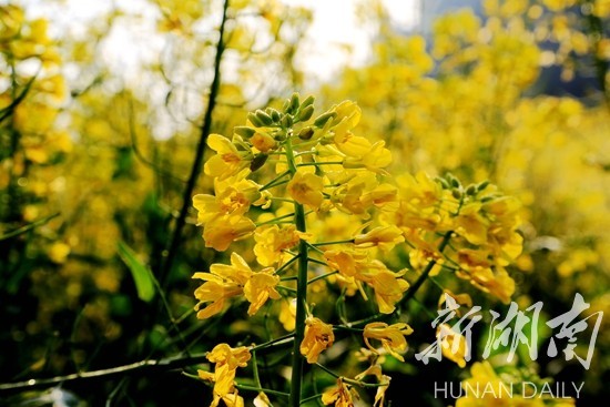 1525920632563802.jpg 4.jpg